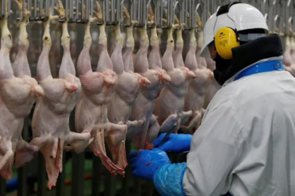 Confirmaron el primer caso de gripe aviar en aves de corral y el Gobierno suspendió las exportaciones